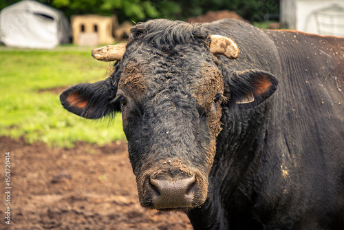 Bull who needs a bath