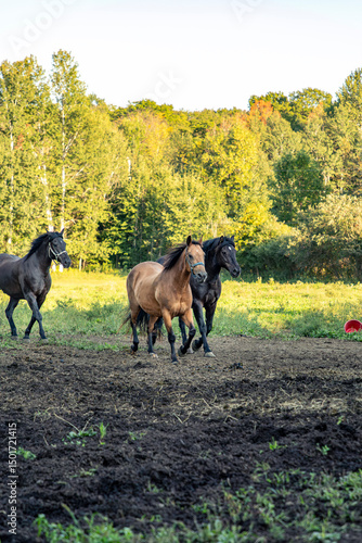 Canadian Horses Running