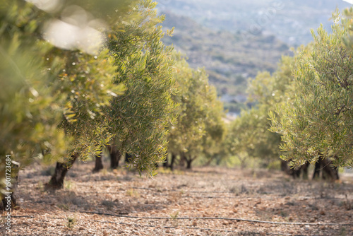 фотографія View of a field of olive trees in the countryside between Bisceglie and Corato in Puglia during the summer