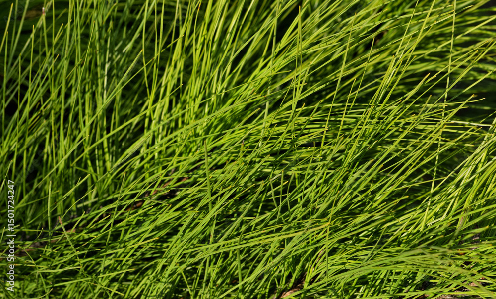 Pine needles clump conifer tree branch nature botany garden background. Pine needles clump conifer tree branch nature botany garden background.