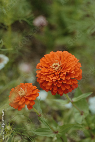 orange zinnia flower