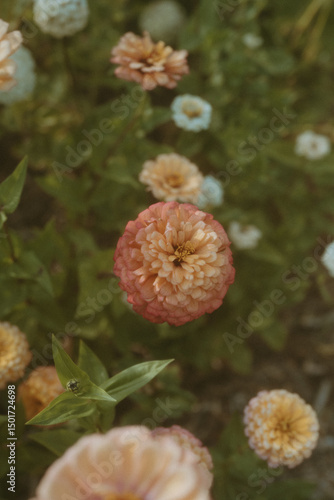 Orange Zinnia Blossom in Soft Natural Light