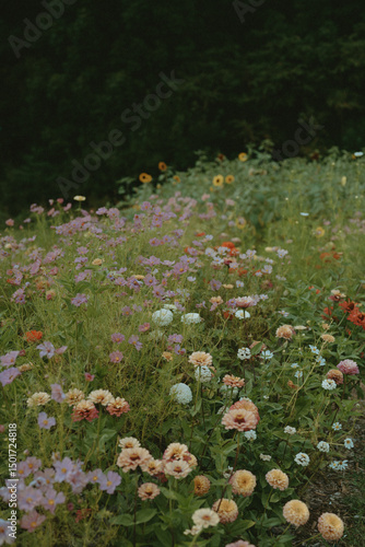 Wildflower Meadow in Bloom