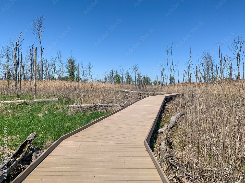 Fototapeta premium Maumee Bay State Park, Ohio, Scenic Wooden Boardwalk Through Wetlands 