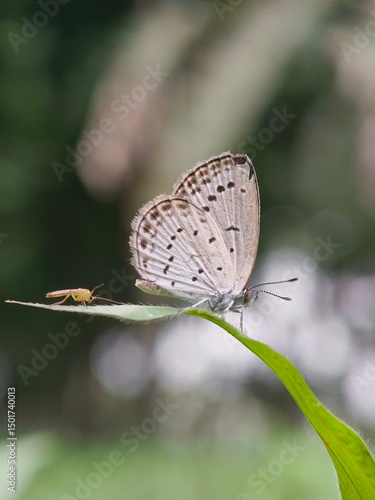 Wallpaper Mural A beautiful macro view of a brown lepidoptera butterfly with outstretched wings resting on a green leaf in nature Torontodigital.ca
