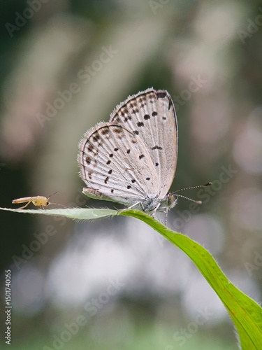 Wallpaper Mural butterfly on leaf Torontodigital.ca