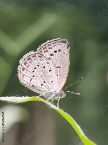 Wallpaper Mural Beautiful macro close-up of a brown butterfly with intricate wings resting on a vibrant green leaf in nature Torontodigital.ca