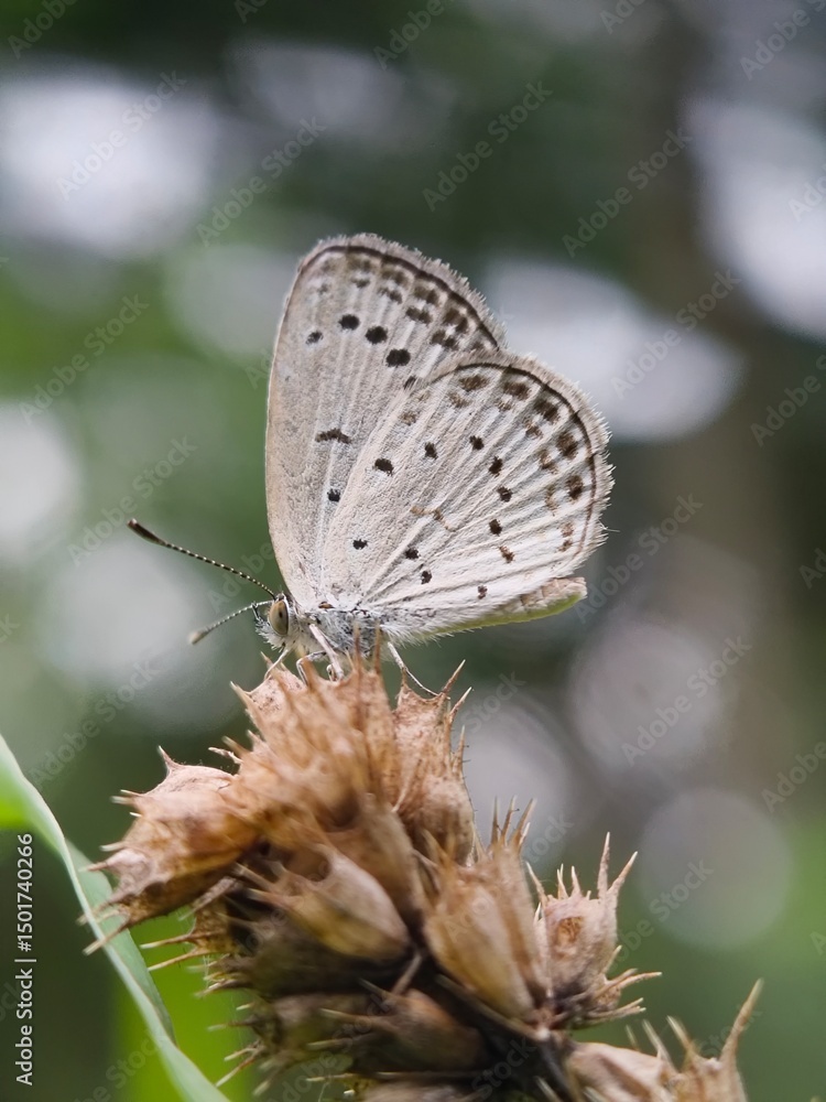 Obraz premium White butterfly resting on dried flower bud.