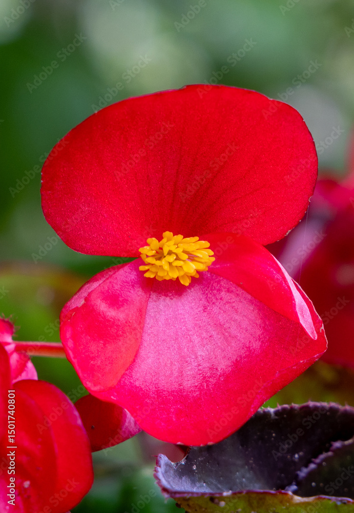 Obraz premium Close-up of a red begonia flower