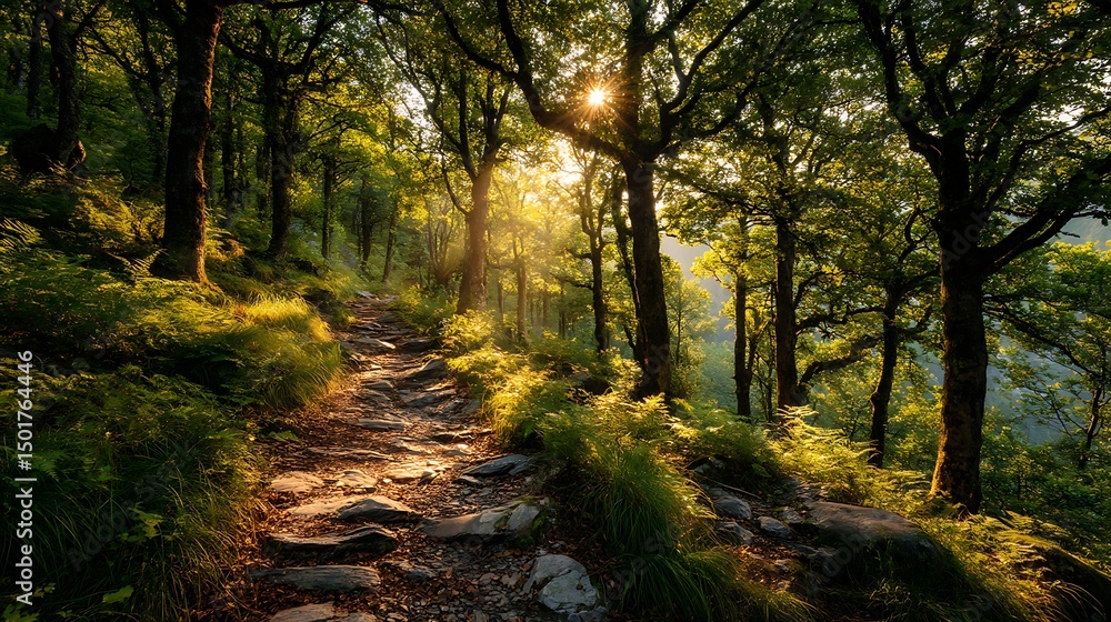 Obraz premium Sunlight in euopean forest with hiking trail