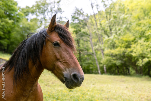 Pofile portrait of a horse in the nature, shallow depth of field
