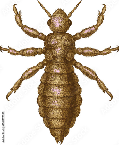 Realistic 4K Lice Illustration