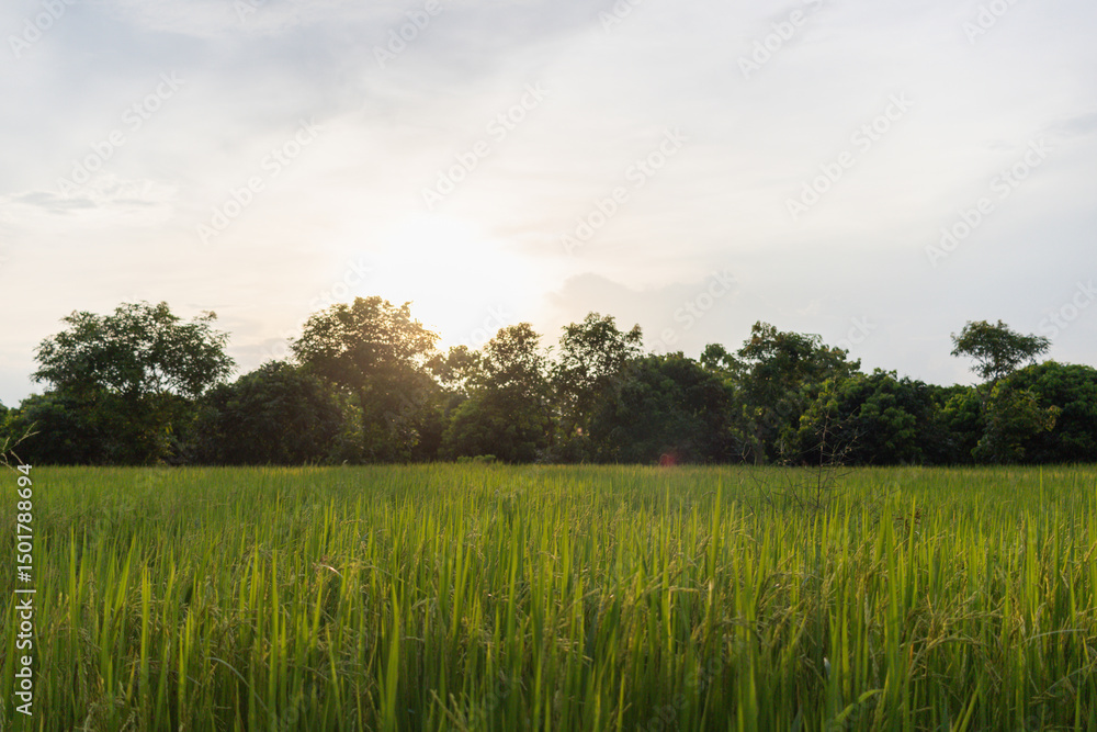 Fototapeta premium Beautiful green rice fields in the morning and good yields, but the trend is against falling prices, causing farmers to suffer and urging the government to come up with a price control policy to help.