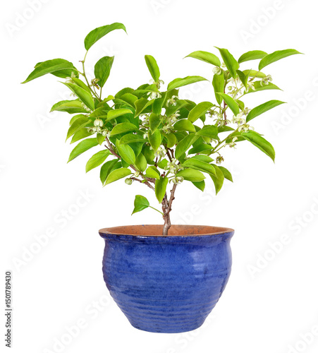 Kiwi berry as a potted plant with flowers and fructification