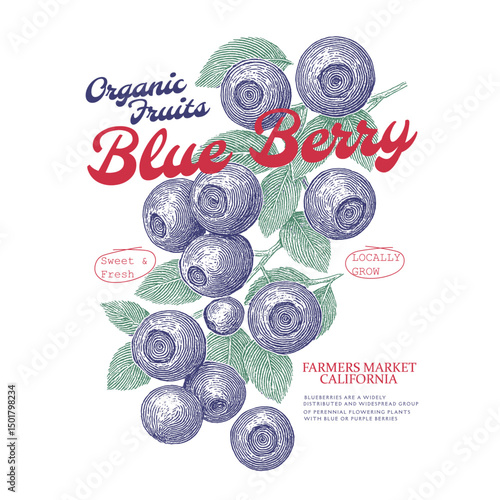 vintage line hand drawing blue berry graphics art. Fresh Blueberries fruit print. Blueberries fruit tee artwork. book cover and poster design.  blueberry Organic food artwork for for t-shirt.
