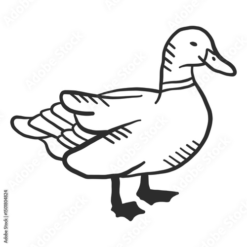 Duck drake wild duck beak wing doodle bird