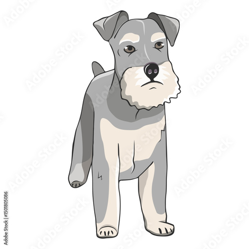Schnauzer dog illustration