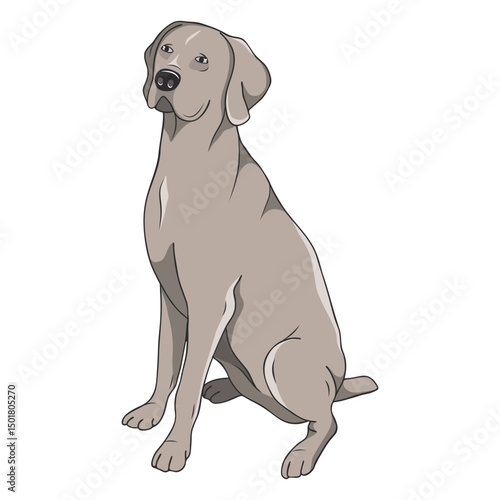 Weimaraner dog illustration