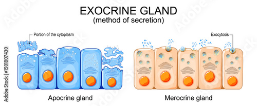 Exocrine gland. Apocrine gland cells and Merocrine cells