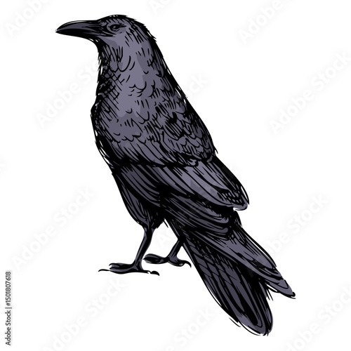Blue raven bird 