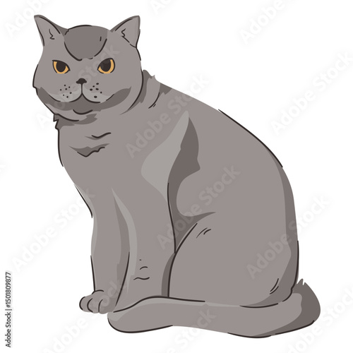 British shorthair cat animal