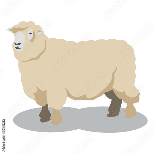 Sheep wool animal