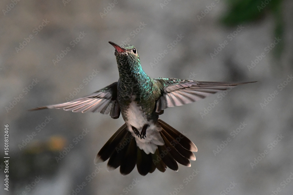 Fototapeta premium Hummingbird flying 