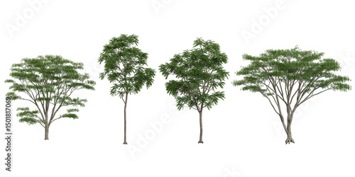 Fototapeta Naklejka Na Ścianę i Meble -  set of Ailanthus,Albizia trees on transparent background