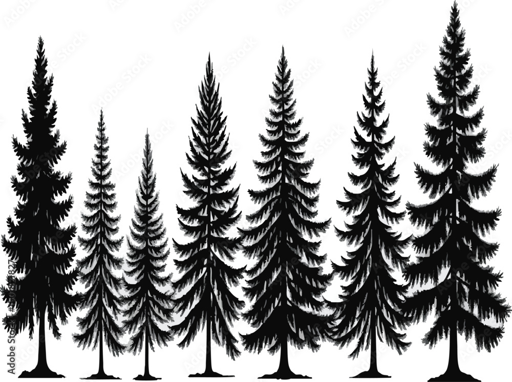 Fototapeta premium Pine tree silhouettes. Evergreen forest firs and spruces black shapes, wild nature trees templates. Vector illustration woodland trees set on white background.