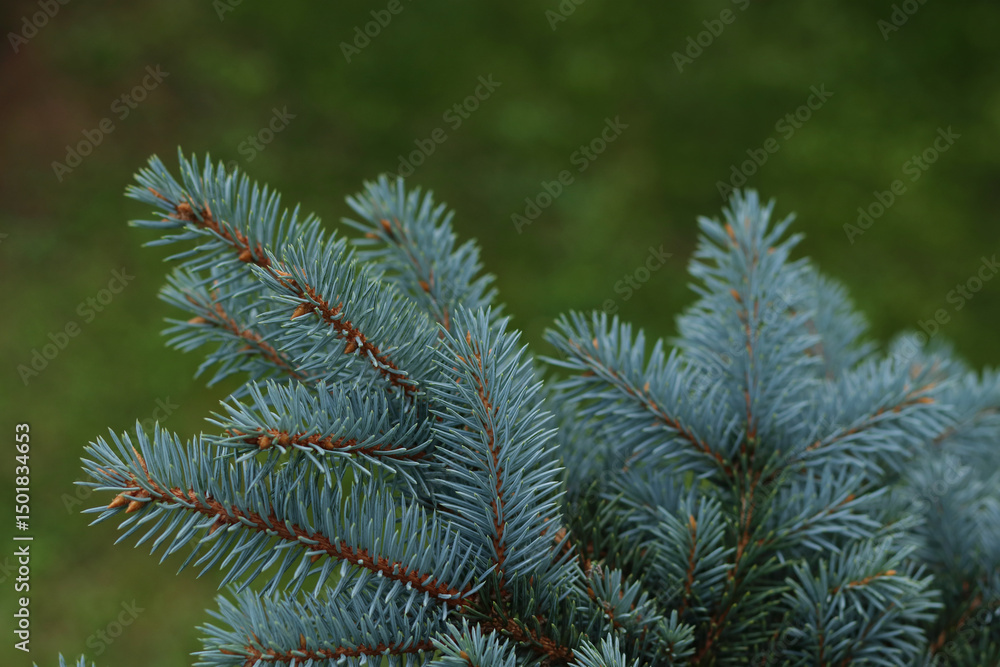 Close-up of blue spruce branches with vibrant needles and soft green background. Natural evergreen texture ideal for botanical and seasonal concepts. Close-up of blue spruce branches with vibrant needles and soft green background. Natural evergreen texture ideal for botanical and seasonal concepts.