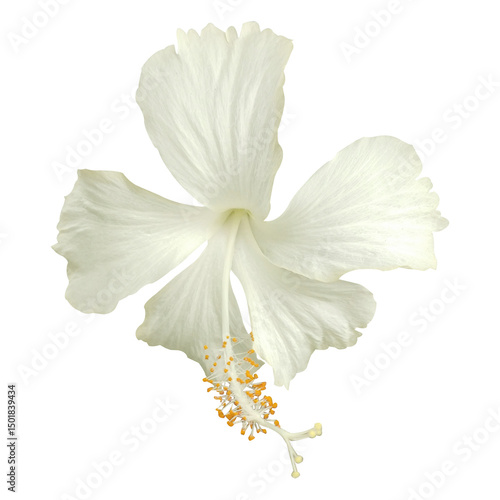 Wallpaper Mural white hibiscus flower isolated on white background Torontodigital.ca