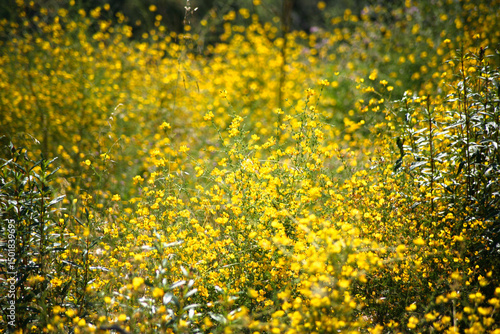 Flores silvestres amarillas