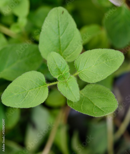 Planta de orégano con sus hojas en primer plano.