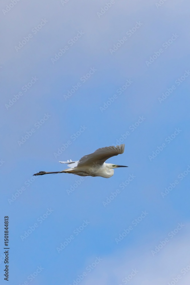 Vertical shot of a Little Egret (Egretta garzetta) flying with blurred blue sky and white clouds in the background. Arrocampo Bird Park, Spain. Vertical shot of a Little Egret (Egretta garzetta) flying with blurred blue sky and white clouds in the background. Arrocampo Bird Park, Spain.