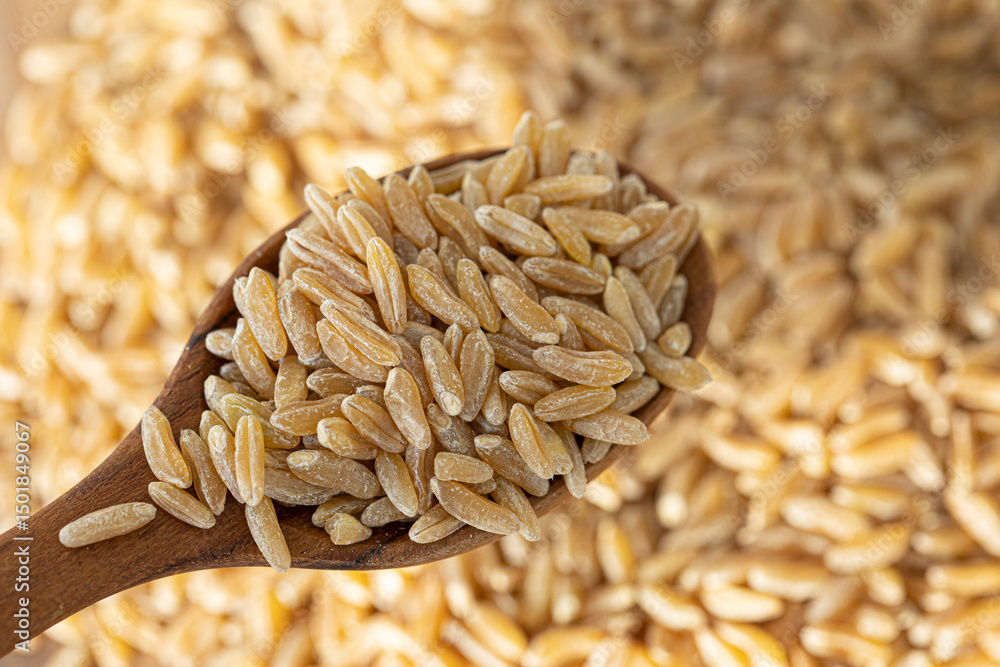 Obraz premium Heap of kamut kernels on white background