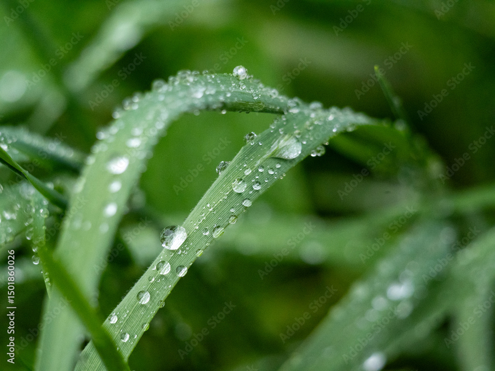 Naklejka premium Shortly after the rain, the raindrops lie like pearls on the leaves of the grass.