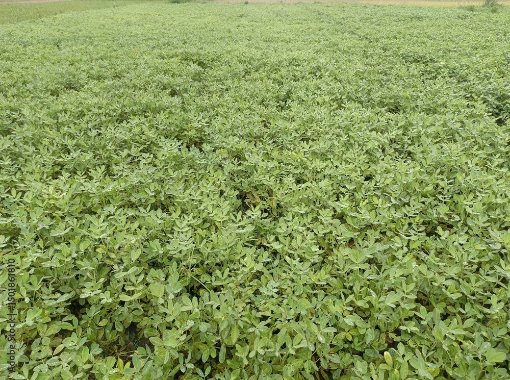 Lush Green Peanut Field - Agricultural Landscape Lush Green Peanut Field - Agricultural Landscape
