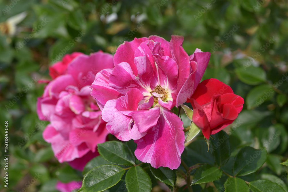 ギー・サヴォア バラの花 ギー・サヴォア バラの花