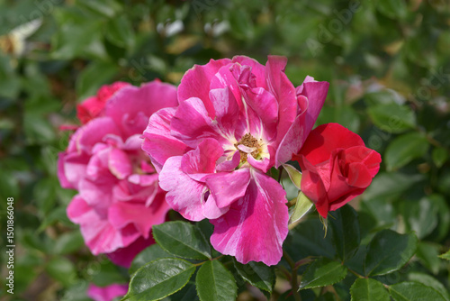 ギー・サヴォア　バラの花