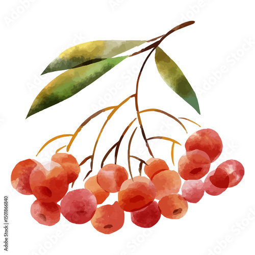 Red berries watercolor