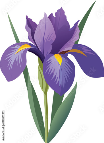 Iris