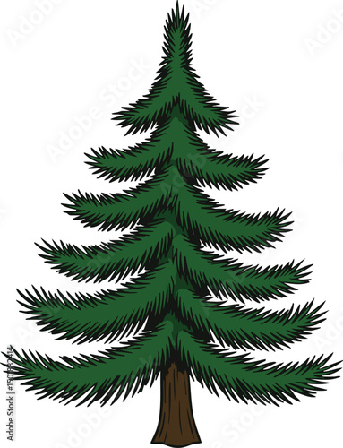 Pine tree evergreen coniferous forest plant with green needles and brown trunk vector illustration 