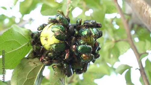 A close-up image of a swarm of  beetles (Cetonia aurata) feeding on an apple hanging from a tree branch. The shiny, metallic green and copper-colored beetles are clustered densely on the fruit.