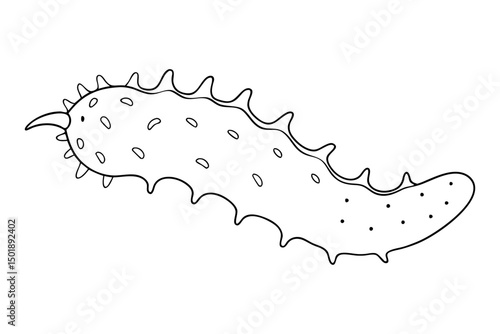 Minimalist Sea Cucumber Marine Life Sketch