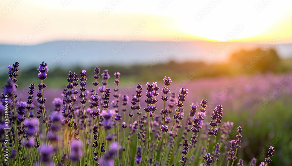 Fototapeta premium Lavender Field at Sunset with Purple Flowers and Golden Hour Light