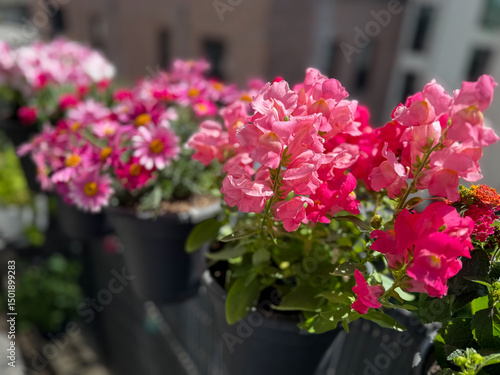 Wallpaper Mural View of the beautiful urban balcony garden with assorted blooming flowers in flower pots, pink carnations, pelargonium grandiflorum,  marguerites and pink snapdragons close up Torontodigital.ca