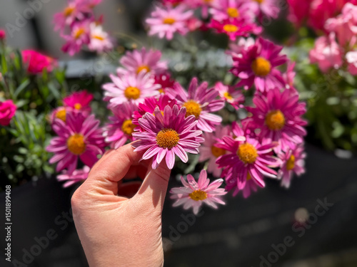 Pink blooming Marguerite daisy flowers and female hand close up in balcony garden