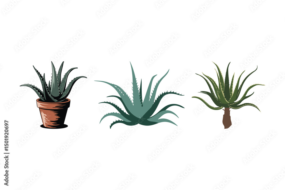Fototapeta premium Aloe Vera Plant Vector Set Decorative Botanical Succulent Illustrations