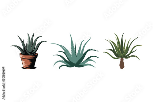 Aloe Vera Plant Vector Set Decorative Botanical Succulent Illustrations