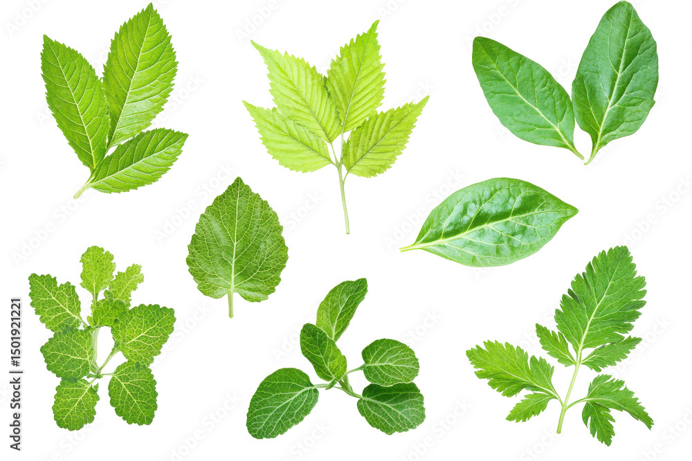 Verdant leaf variety against darkness natures lush palette Verdant leaf variety against darkness natures lush palette